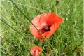 gentil coquelicot